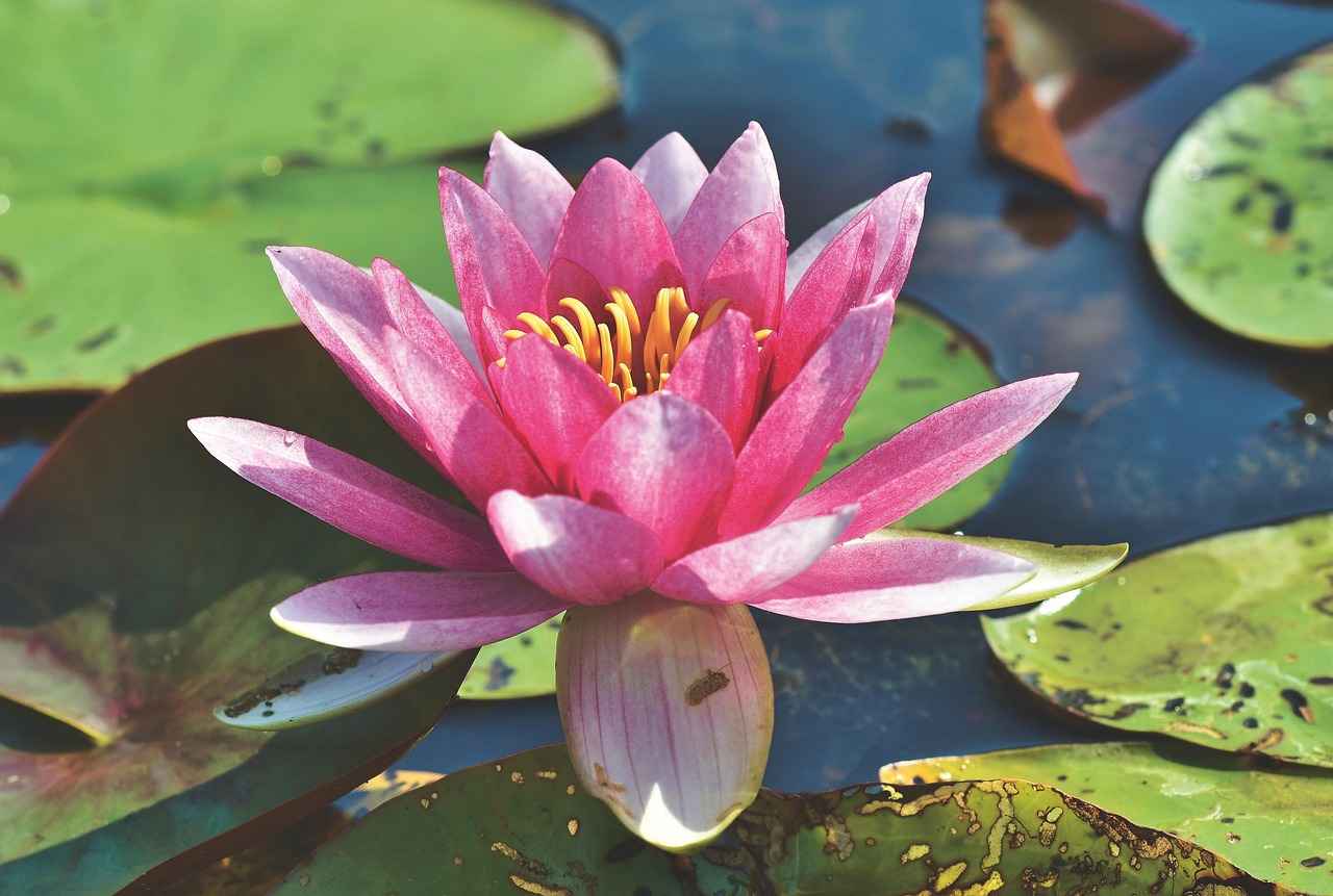 How to Prepare Your Honda Accord for Brake Pad Replacement?