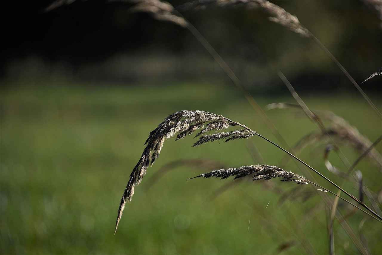 Choosing the Right Wiper Blades for Your Honda Accord