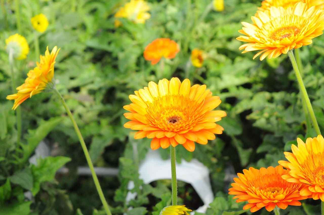 How to Reset Oil Light on Honda Accord 2007 6 Additional Maintenance Tips for Honda Accord Owners