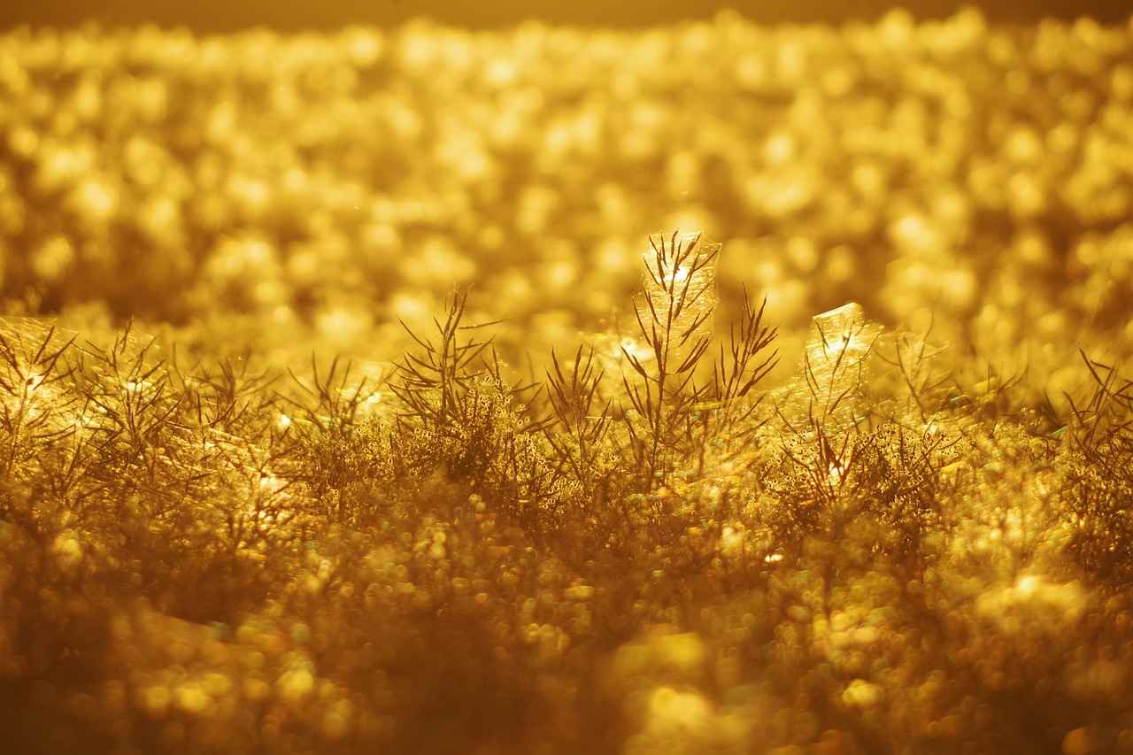 Comparing DRLs to Other Vehicle Lighting Features