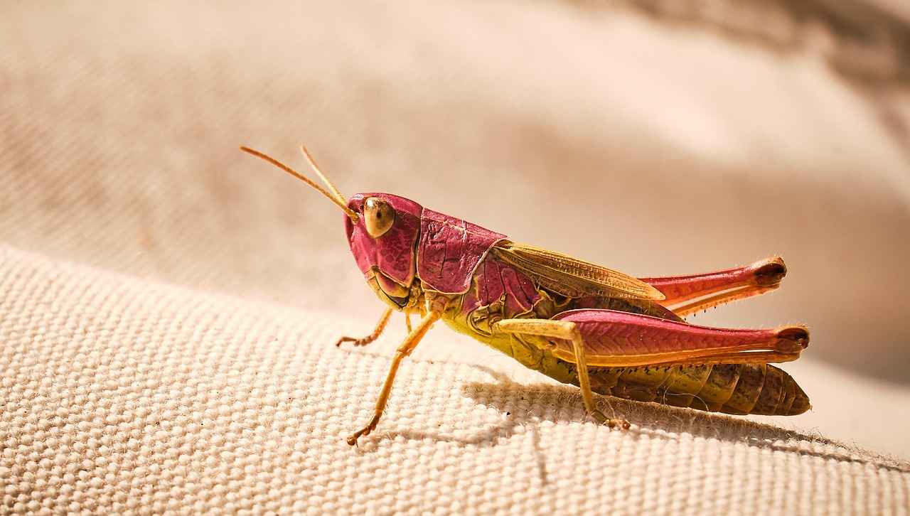 How Does TPMS Work in Honda Accord?