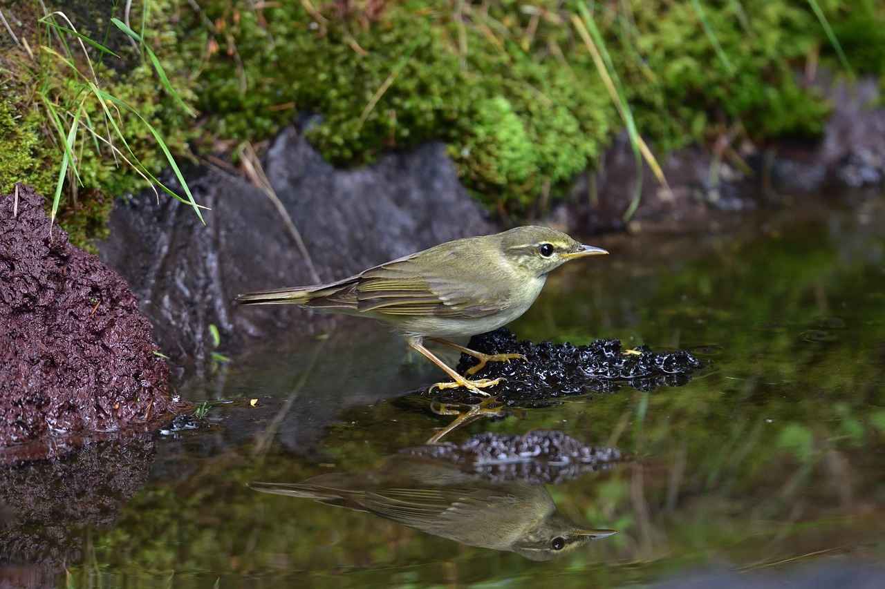 Why is TPMS Important for Your Honda Accord?
