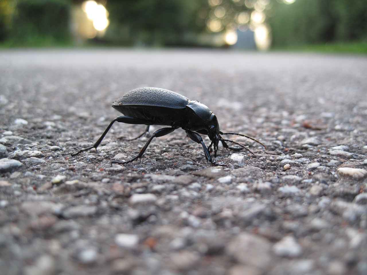 Understanding TPMS Sensor Replacement Costs