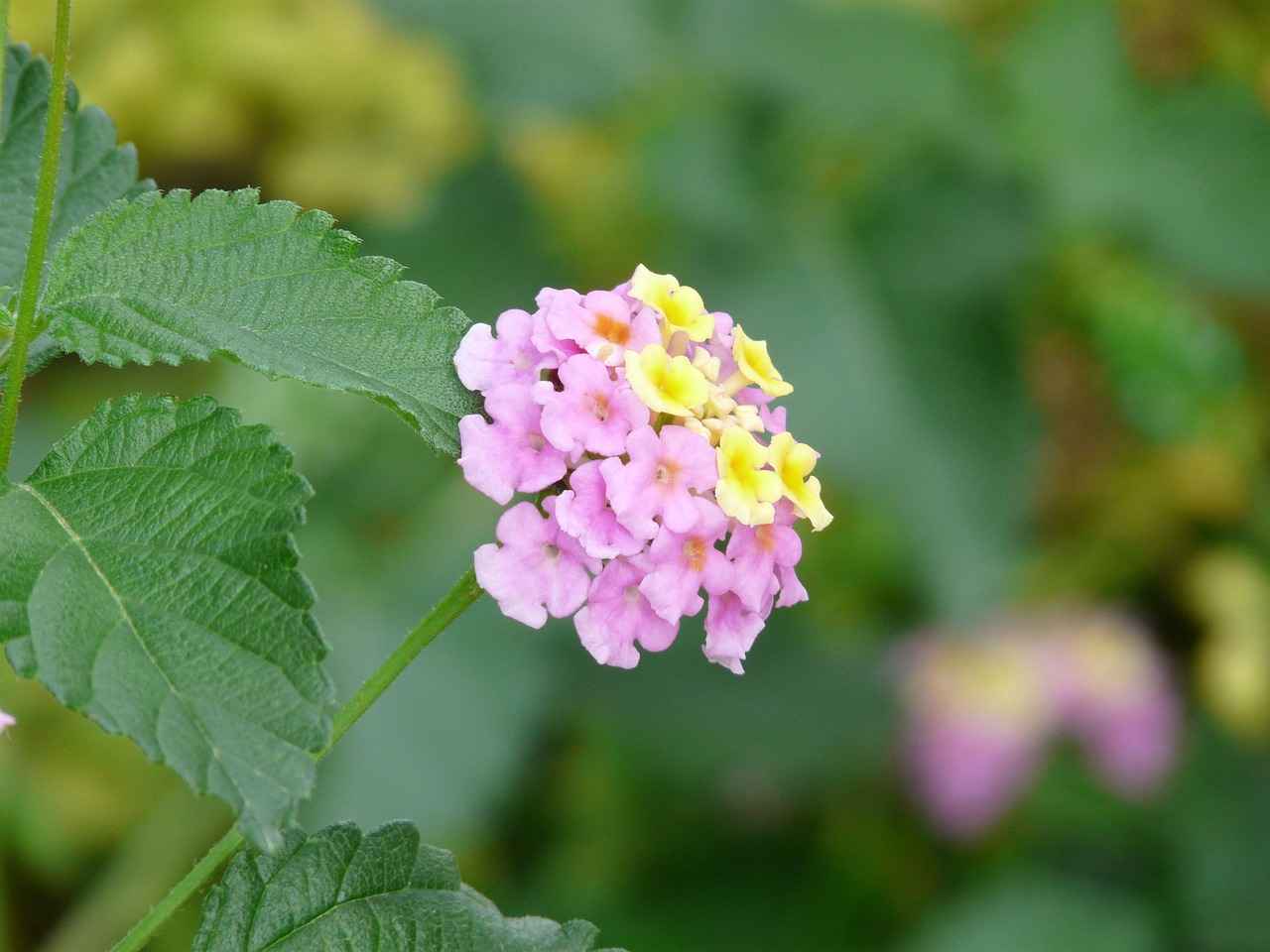 What Is a Catalytic Converter?